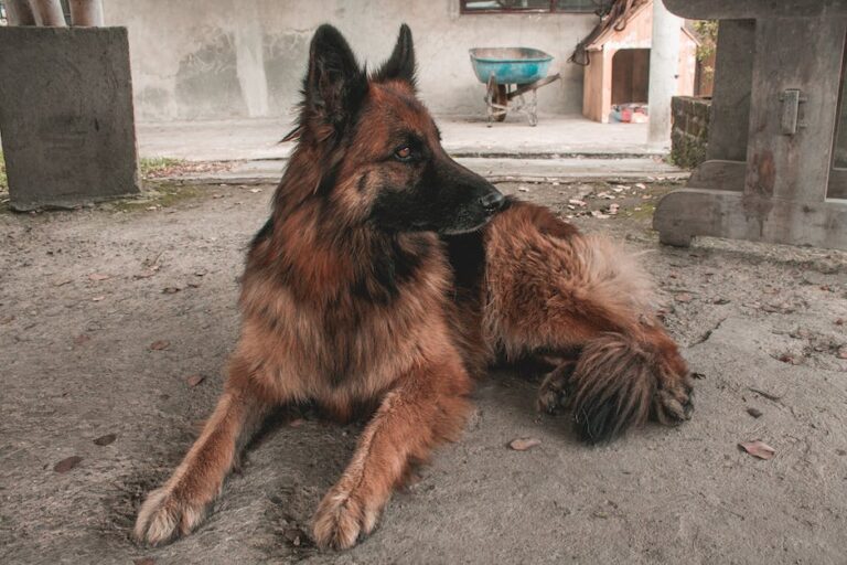 Como os habitantes de Hong Kong tratam os cachorros? Como os habitantes de Hong Kong tratam os cachorros?