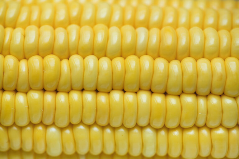 Farinha de milho engorda? Farinha de milho engorda?