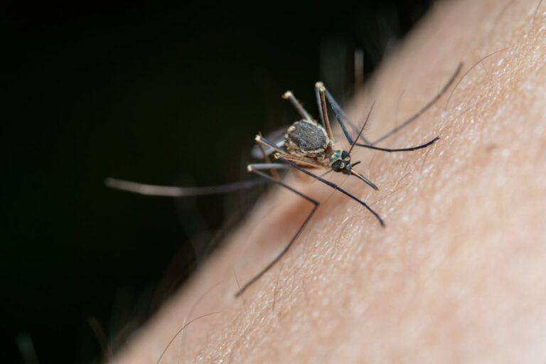 Quem está com dengue tem que ficar isolado? Quem está com dengue tem que ficar isolado